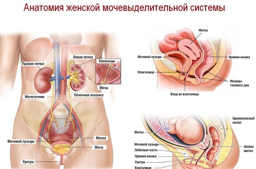 частые позывы к мочеиспусканию у женщин